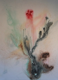 Winter Rose